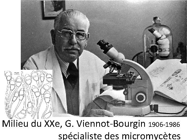 Milieu du XXe, G. Viennot-Bourgin 1906 -1986 spécialiste des micromycètes 