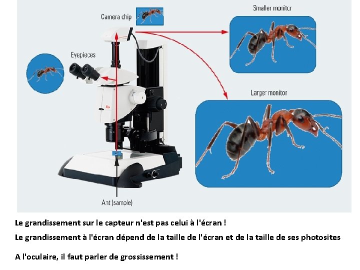 Le grandissement sur le capteur n'est pas celui à l'écran ! Le grandissement à