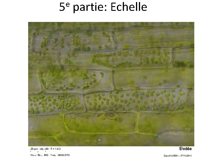 e 5 partie: Echelle 