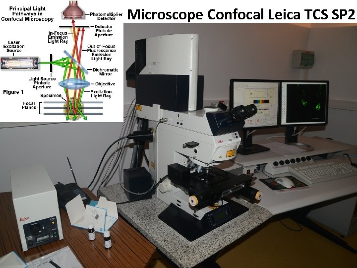 Microscope Confocal Leica TCS SP 2 