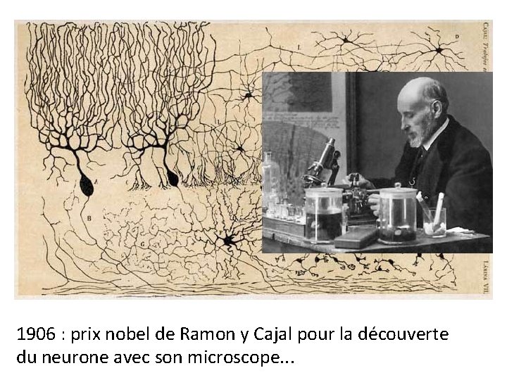 1906 : prix nobel de Ramon y Cajal pour la découverte du neurone avec