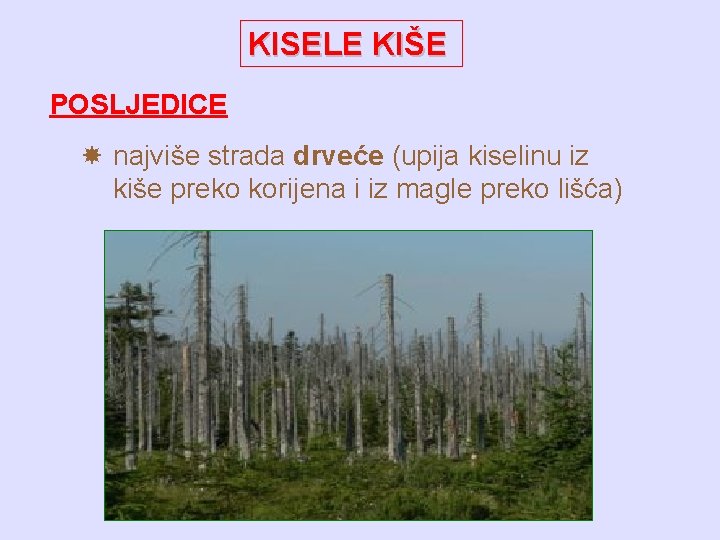 KISELE KIŠE POSLJEDICE najviše strada drveće (upija kiselinu iz kiše preko korijena i iz