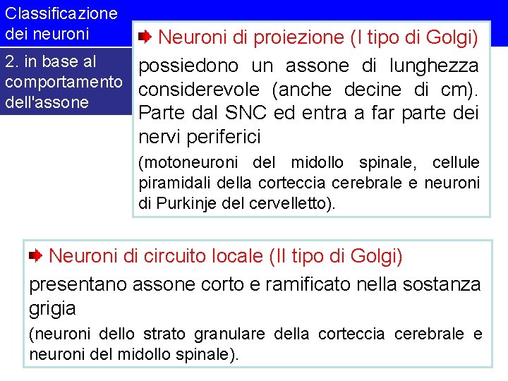 Classificazione dei neuroni Neuroni di proiezione (I tipo di Golgi) 2. in base al