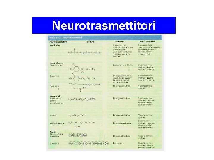 Neurotrasmettitori 