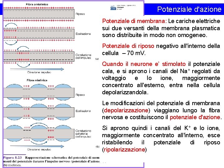 Potenziale d'azione Potenziale di membrana: Le cariche elettriche sui due versanti della membrana plasmatica
