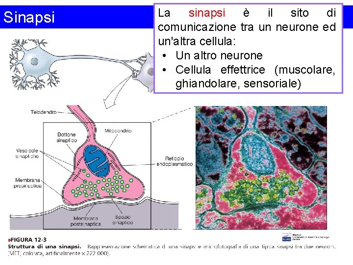 Sinapsi La sinapsi è il sito di comunicazione tra un neurone ed un'altra cellula: