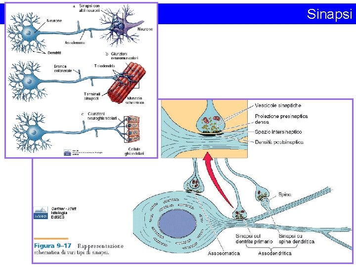 Sinapsi 