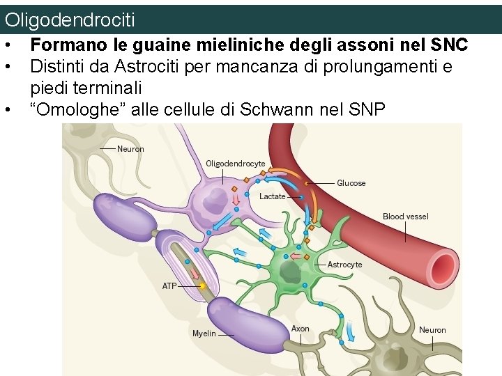 Oligodendrociti • • • Formano le guaine mieliniche degli assoni nel SNC Distinti da