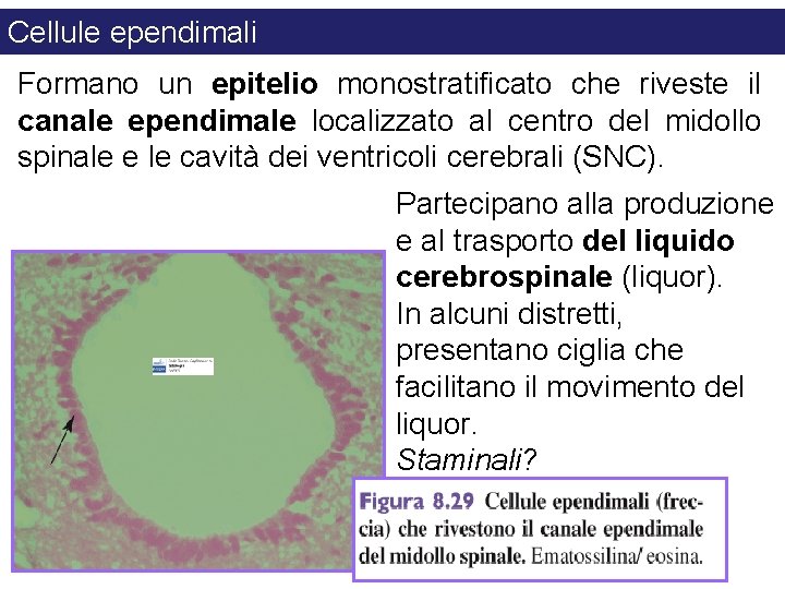 Cellule ependimali Formano un epitelio monostratificato che riveste il canale ependimale localizzato al centro