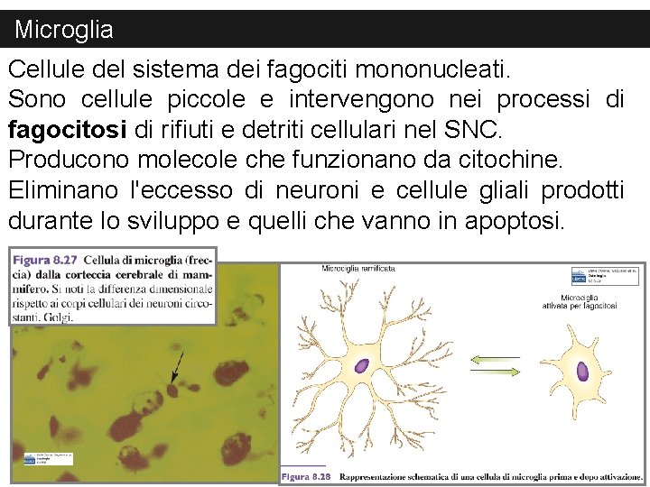 Microglia Cellule del sistema dei fagociti mononucleati. Sono cellule piccole e intervengono nei processi