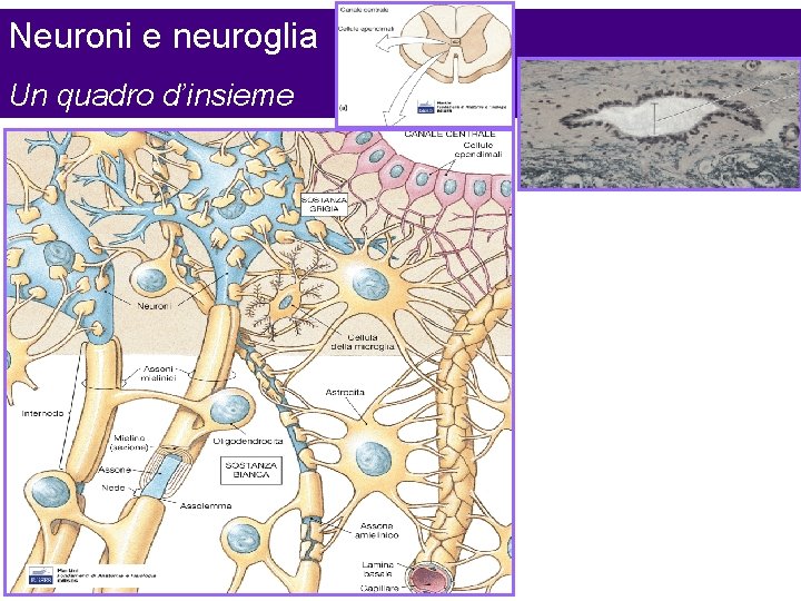 Neuroni e neuroglia Un quadro d’insieme 