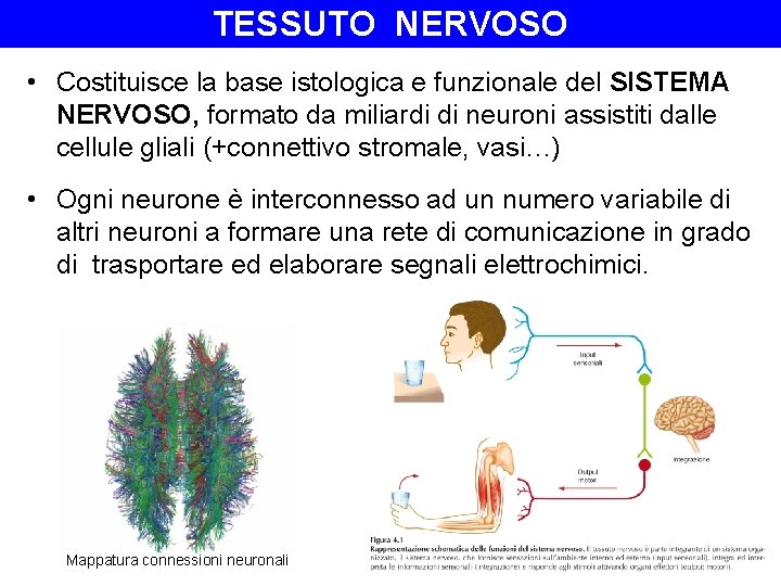 TESSUTO NERVOSO • Costituisce la base istologica e funzionale del SISTEMA NERVOSO, formato da