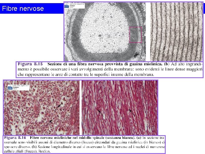 Fibre nervose 