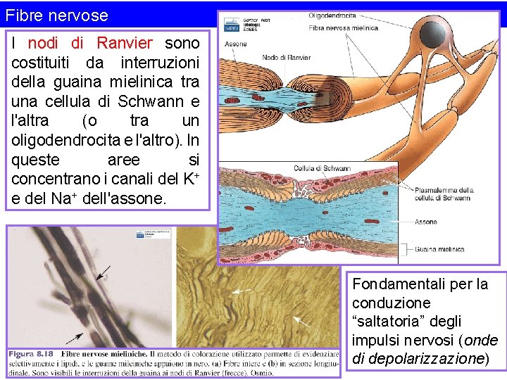 Fibre nervose I nodi di Ranvier sono costituiti da interruzioni della guaina mielinica tra