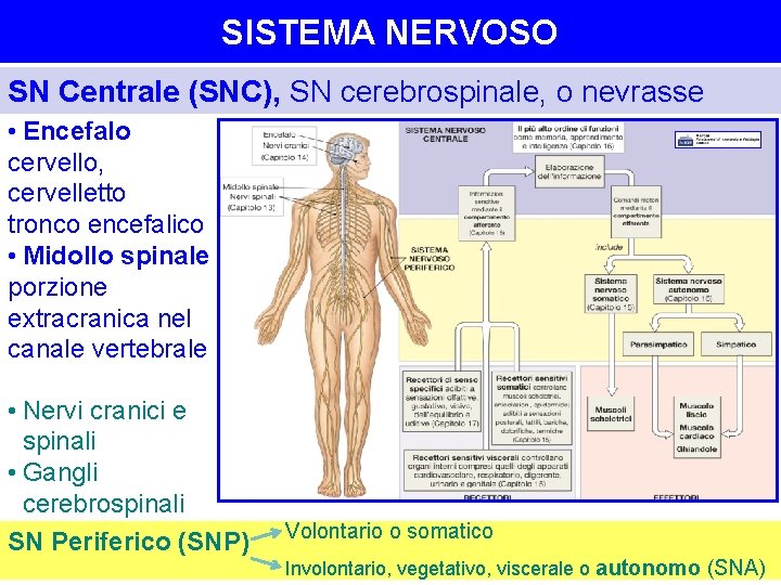 SISTEMA NERVOSO SN Centrale (SNC), SN cerebrospinale, o nevrasse • Encefalo cervello, cervelletto tronco