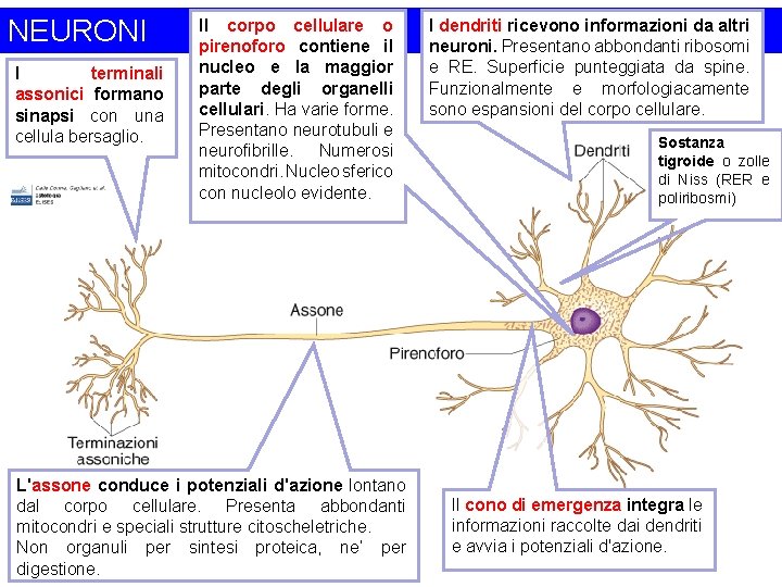 NEURONI I terminali assonici formano sinapsi con una cellula bersaglio. Il corpo cellulare o