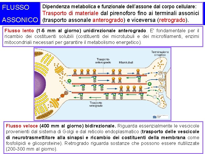FLUSSO ASSONICO Dipendenza metabolica e funzionale dell’assone dal corpo cellulare: Trasporto di materiale dal