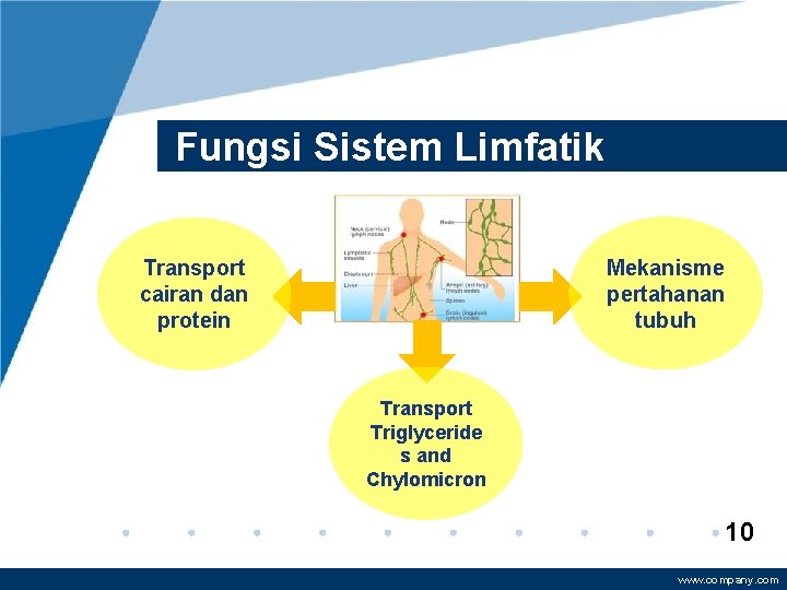 Fungsi Sistem Limfatik Mekanisme pertahanan tubuh Transport cairan dan protein Transport Triglyceride s and