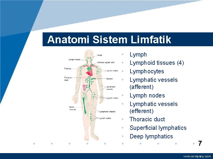 Anatomi Sistem Limfatik • • • Lymphoid tissues (4) Lymphocytes Lymphatic vessels (afferent) Lymph