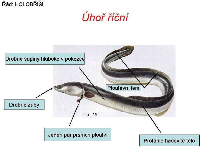 Řád: HOLOBŘIŠÍ Úhoř říční Drobné šupiny hluboko v pokožce Ploutevní lem Drobné zuby Obr.