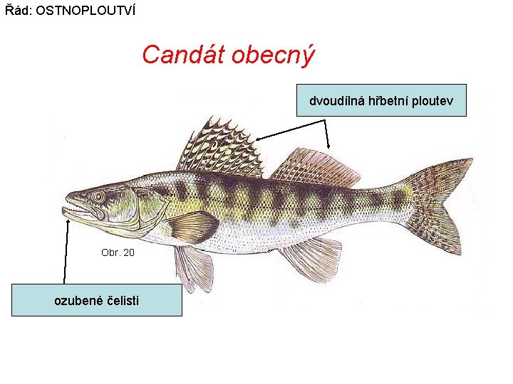Řád: OSTNOPLOUTVÍ Candát obecný dvoudílná hřbetní ploutev Obr. 20 ozubené čelisti 