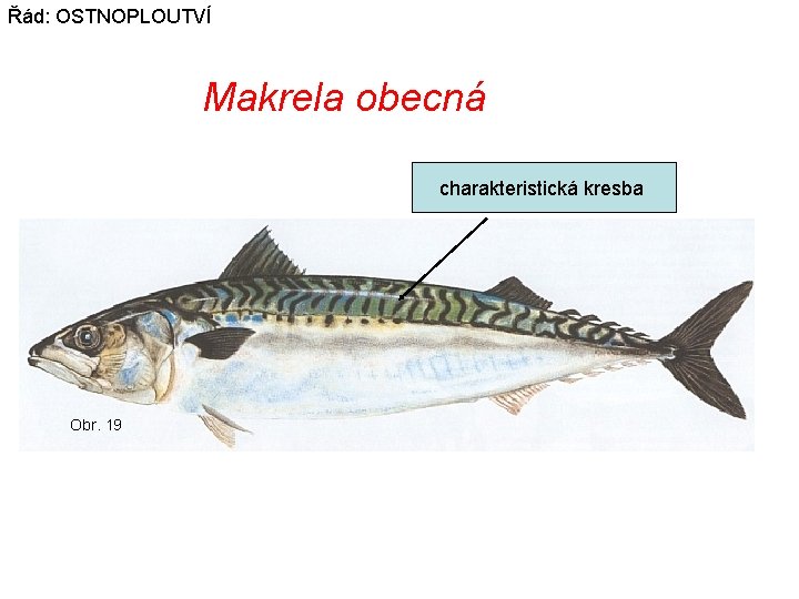 Řád: OSTNOPLOUTVÍ Makrela obecná charakteristická kresba Obr. 19 