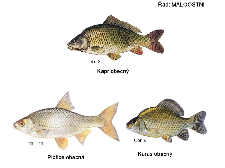 Řád: MÁLOOSTNÍ Obr. 8 Kapr obecný Obr. 9 Obr. 10 Plotice obecná Karas obecný