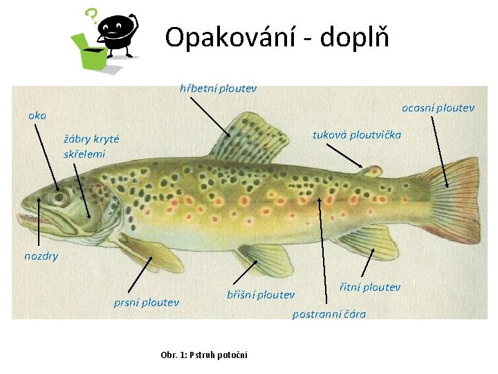 Opakování - doplň hřbetní ploutev ocasní ploutev oko tuková ploutvička žábry kryté skřelemi nozdry