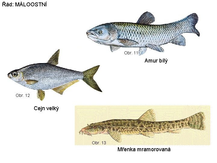 Řád: MÁLOOSTNÍ Obr. 11 Amur bílý Obr. 12 Cejn velký Obr. 13 Mřenka mramorovaná