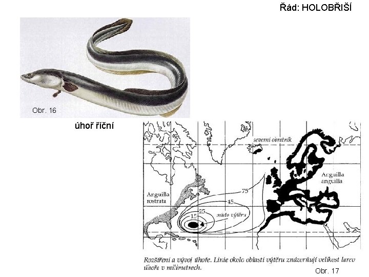 Řád: HOLOBŘIŠÍ Obr. 16 úhoř říční Obr. 17 