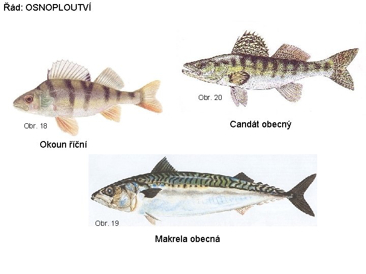 Řád: OSNOPLOUTVÍ Obr. 20 Candát obecný Obr. 18 Okoun říční Obr. 19 Makrela obecná