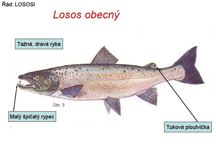 Řád: LOSOSI Losos obecný Tažná, dravá ryba Obr. 3 Malý špičatý rypec Tuková ploutvička