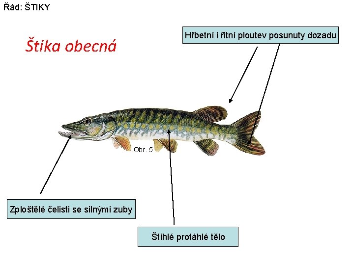 Řád: ŠTIKY Hřbetní i řitní ploutev posunuty dozadu Štika obecná Obr. 5 Zploštělé čelisti