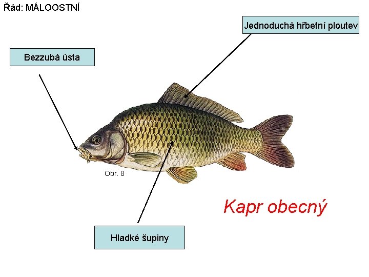 Řád: MÁLOOSTNÍ Jednoduchá hřbetní ploutev Bezzubá ústa Obr. 8 Kapr obecný Hladké šupiny 