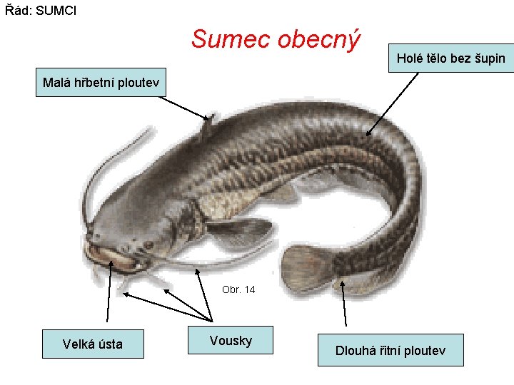 Řád: SUMCI Sumec obecný Holé tělo bez šupin Malá hřbetní ploutev Obr. 14 Velká