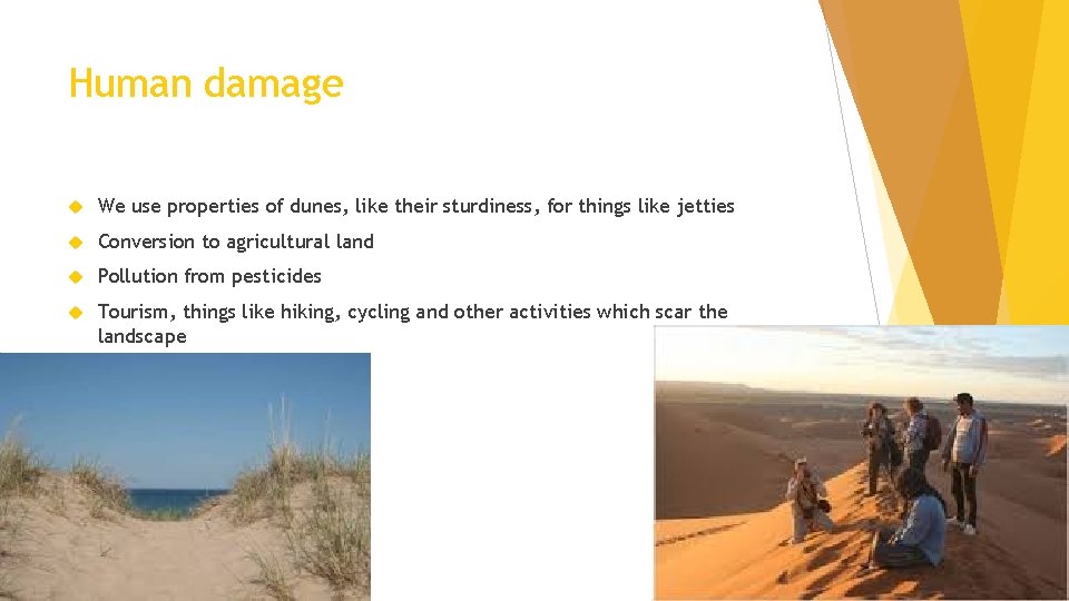 Human damage We use properties of dunes, like their sturdiness, for things like jetties