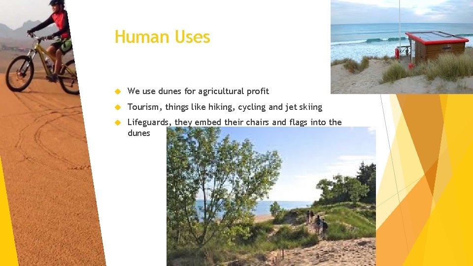 Human Uses We use dunes for agricultural profit Tourism, things like hiking, cycling and