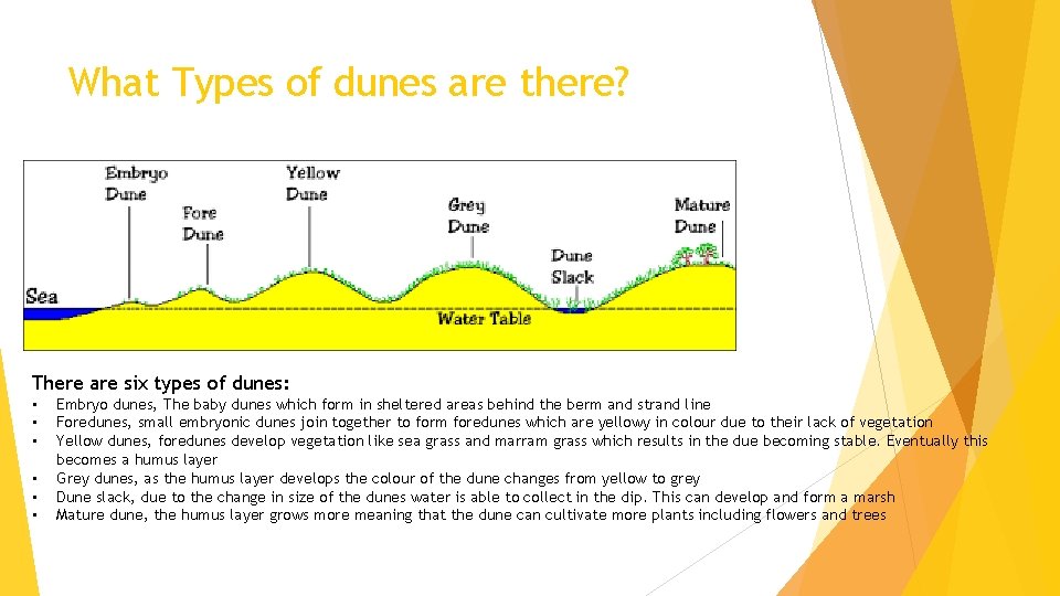 What Types of dunes are there? There are six types of dunes: • •