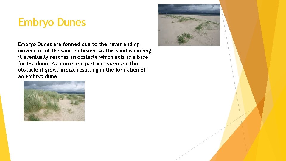 Embryo Dunes are formed due to the never ending movement of the sand on