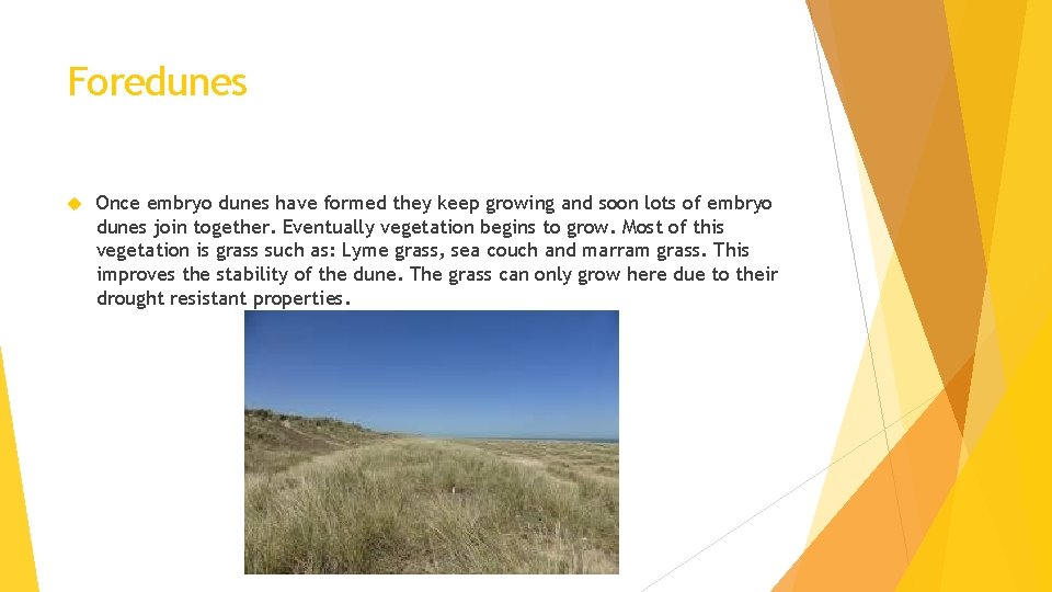 Foredunes Once embryo dunes have formed they keep growing and soon lots of embryo