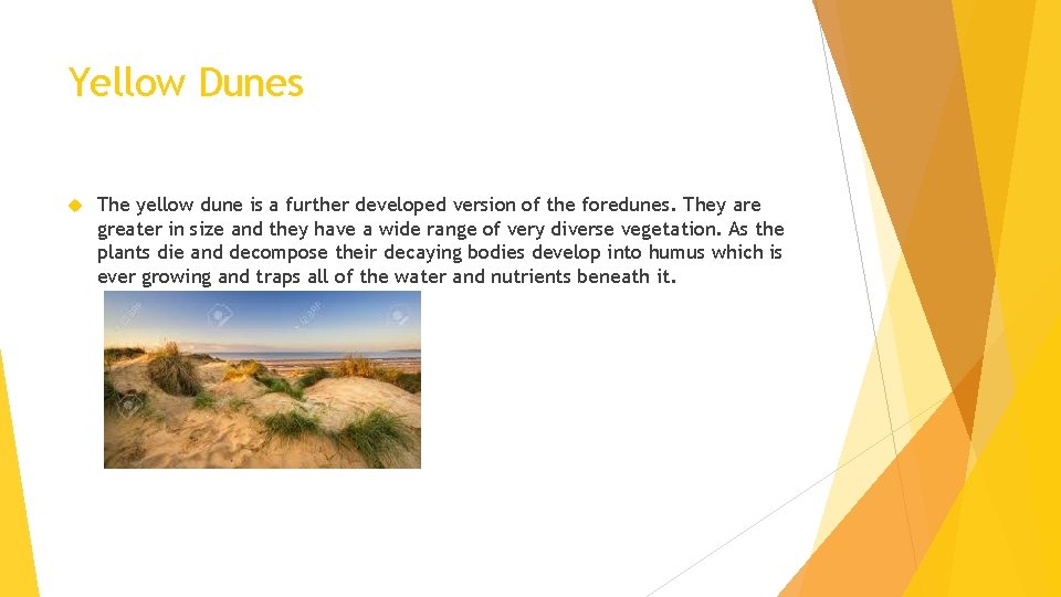 Yellow Dunes The yellow dune is a further developed version of the foredunes. They