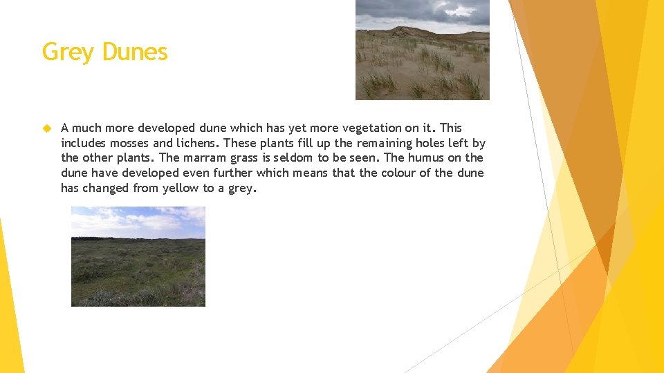 Grey Dunes A much more developed dune which has yet more vegetation on it.