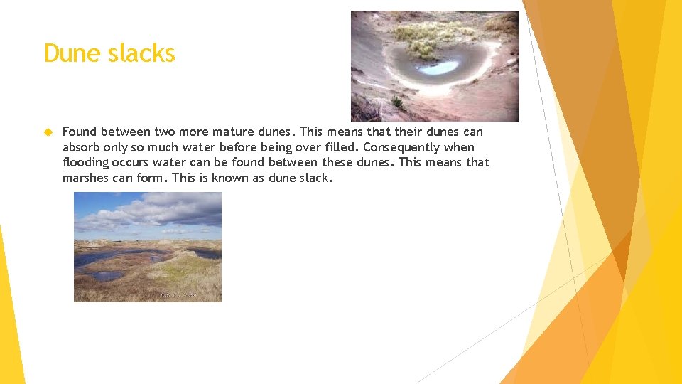 Dune slacks Found between two more mature dunes. This means that their dunes can