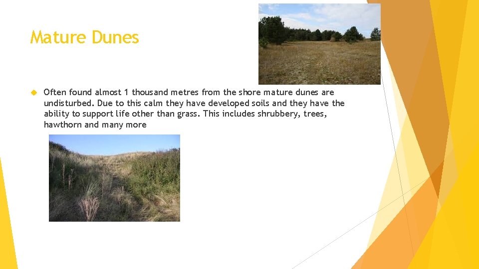 Mature Dunes Often found almost 1 thousand metres from the shore mature dunes are