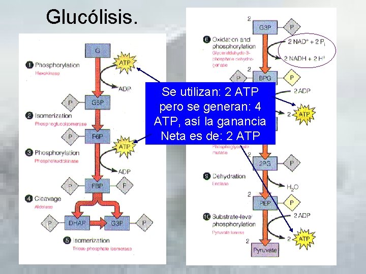 GLUCLISIS RESPIRACIN ANAEROBIA Y AEROBIA Gluclisis Se utilizan