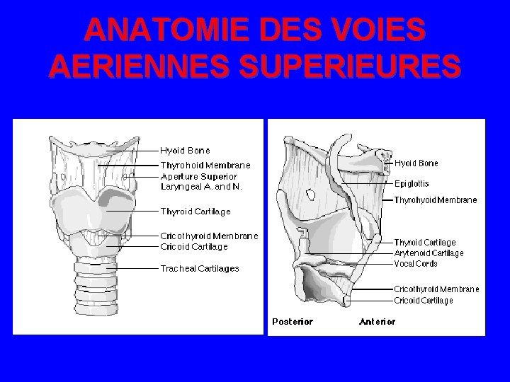 ANATOMIE DES VOIES AERIENNES SUPERIEURES 