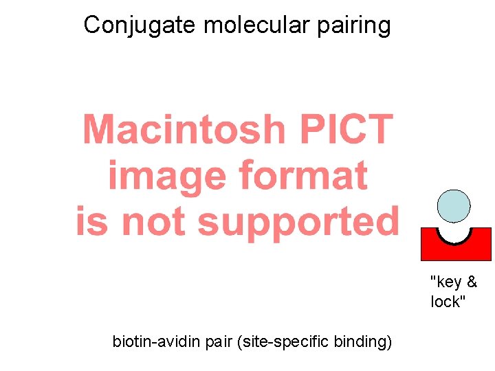 Conjugate molecular pairing "key & lock" biotin-avidin pair (site-specific binding) 