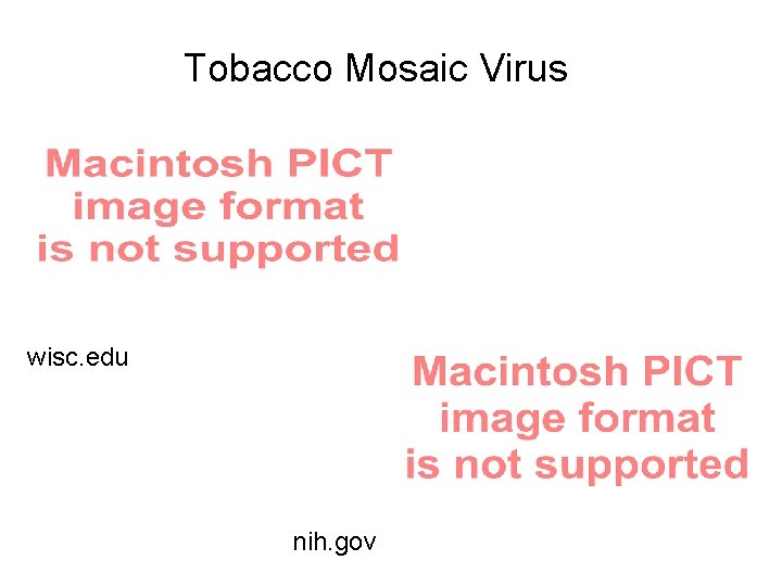 Tobacco Mosaic Virus wisc. edu nih. gov 