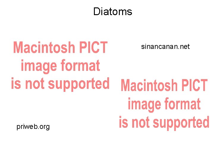 Diatoms sinancanan. net priweb. org 