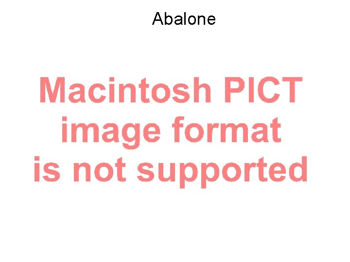 Abalone 